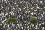 Koningspinguin (Aptenodytes patagonicus)