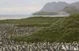 Koningspinguin (Aptenodytes patagonicus)