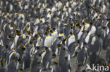 Koningspinguin (Aptenodytes patagonicus)