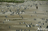 Koningspinguin (Aptenodytes patagonicus)