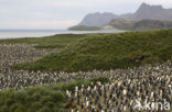 Koningspinguin (Aptenodytes patagonicus)