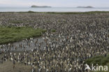 Koningspinguin (Aptenodytes patagonicus)