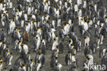 Koningspinguin (Aptenodytes patagonicus)