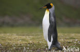 Koningspinguin (Aptenodytes patagonicus)