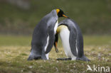 Koningspinguin (Aptenodytes patagonicus)