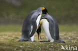 Koningspinguin (Aptenodytes patagonicus)