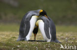 Koningspinguin (Aptenodytes patagonicus)