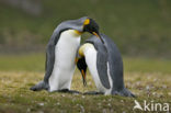 Koningspinguin (Aptenodytes patagonicus)