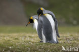 Koningspinguin (Aptenodytes patagonicus)