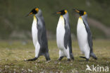 Koningspinguin (Aptenodytes patagonicus)