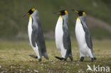 Koningspinguin (Aptenodytes patagonicus)