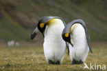 Koningspinguin (Aptenodytes patagonicus)