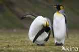 Koningspinguin (Aptenodytes patagonicus)