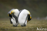 Koningspinguin (Aptenodytes patagonicus)