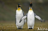 Koningspinguin (Aptenodytes patagonicus)