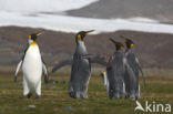 Koningspinguin (Aptenodytes patagonicus)