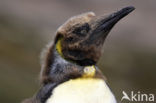 Koningspinguin (Aptenodytes patagonicus)