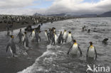 Koningspinguin (Aptenodytes patagonicus)