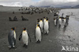 Koningspinguin (Aptenodytes patagonicus)