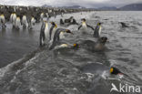 Koningspinguin (Aptenodytes patagonicus)