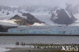 Koningspinguin (Aptenodytes patagonicus)