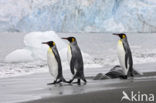 Koningspinguin (Aptenodytes patagonicus)