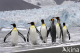 Koningspinguin (Aptenodytes patagonicus)