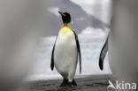 Koningspinguin (Aptenodytes patagonicus)