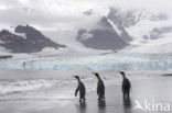 Koningspinguin (Aptenodytes patagonicus)