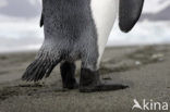 Koningspinguin (Aptenodytes patagonicus)