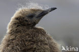 Koningspinguin (Aptenodytes patagonicus)