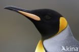 Koningspinguin (Aptenodytes patagonicus)