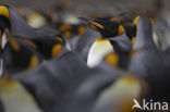 Koningspinguin (Aptenodytes patagonicus)