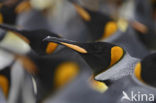 Koningspinguin (Aptenodytes patagonicus)