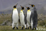 Koningspinguin (Aptenodytes patagonicus)