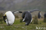 Koningspinguin (Aptenodytes patagonicus)