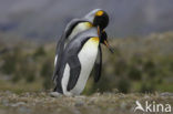 Koningspinguin (Aptenodytes patagonicus)