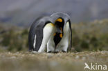 Koningspinguin (Aptenodytes patagonicus)