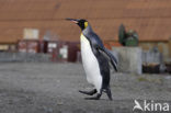 Koningspinguin (Aptenodytes patagonicus)