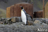 Koningspinguin (Aptenodytes patagonicus)