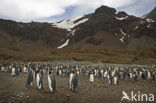 Koningspinguin (Aptenodytes patagonicus)