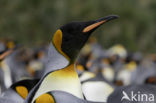 Koningspinguin (Aptenodytes patagonicus)