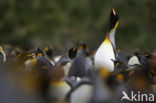 Koningspinguin (Aptenodytes patagonicus)