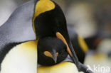 Koningspinguin (Aptenodytes patagonicus)