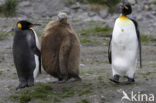 Koningspinguin (Aptenodytes patagonicus)