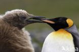 Koningspinguin (Aptenodytes patagonicus)