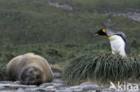 Koningspinguin (Aptenodytes patagonicus)