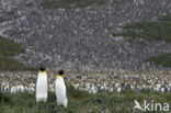 Koningspinguin (Aptenodytes patagonicus)