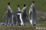 Koningspinguin (Aptenodytes patagonicus)