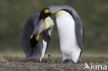 Koningspinguin (Aptenodytes patagonicus)